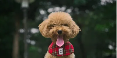 el-obispo-suizo-confirma-que-no-hay-excomunion-para-duenos-de-perros-en-la-eucaristia