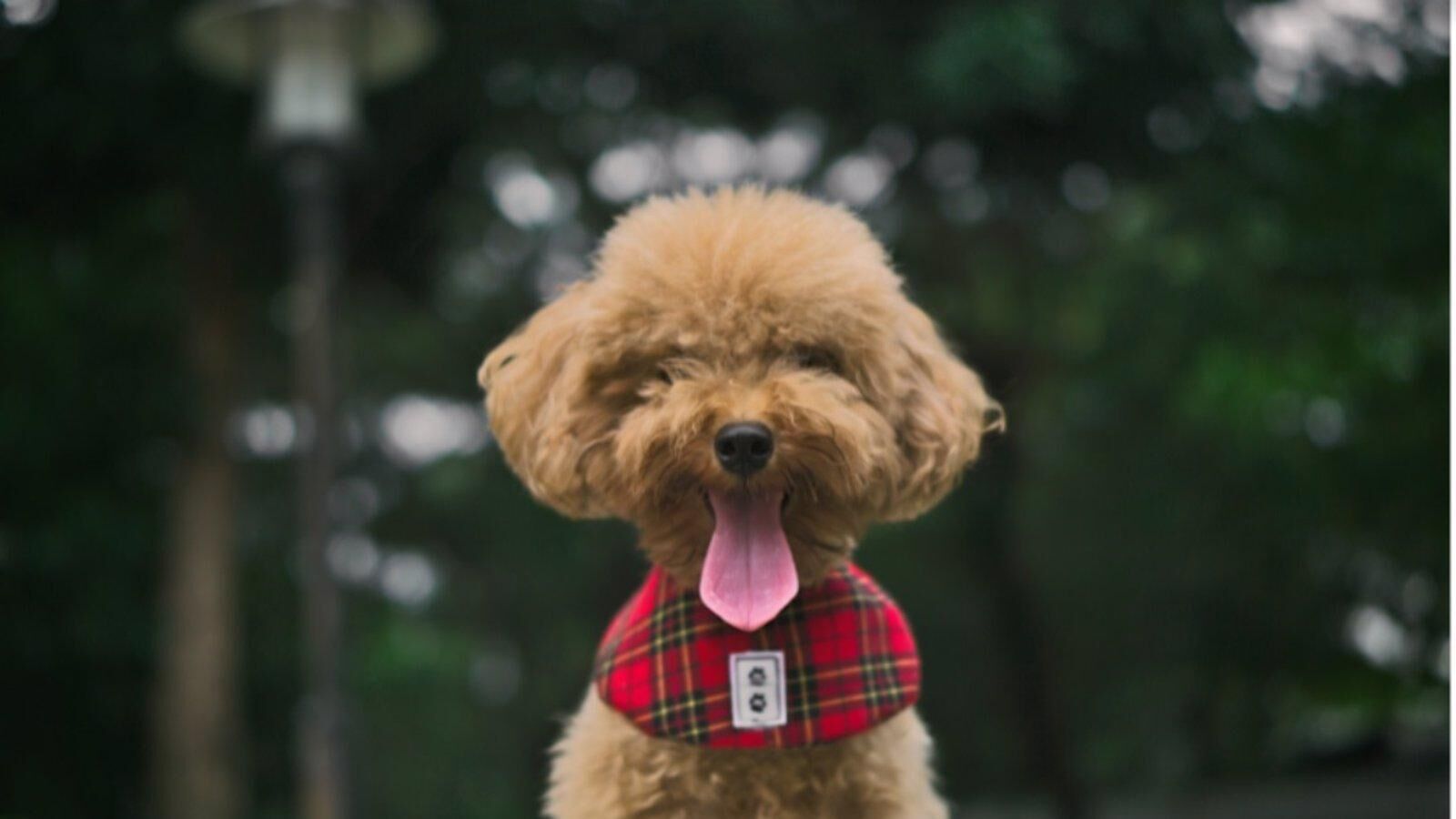 Un obispo aclara: no hay excomunión por dar la comunión a perros en Suiza