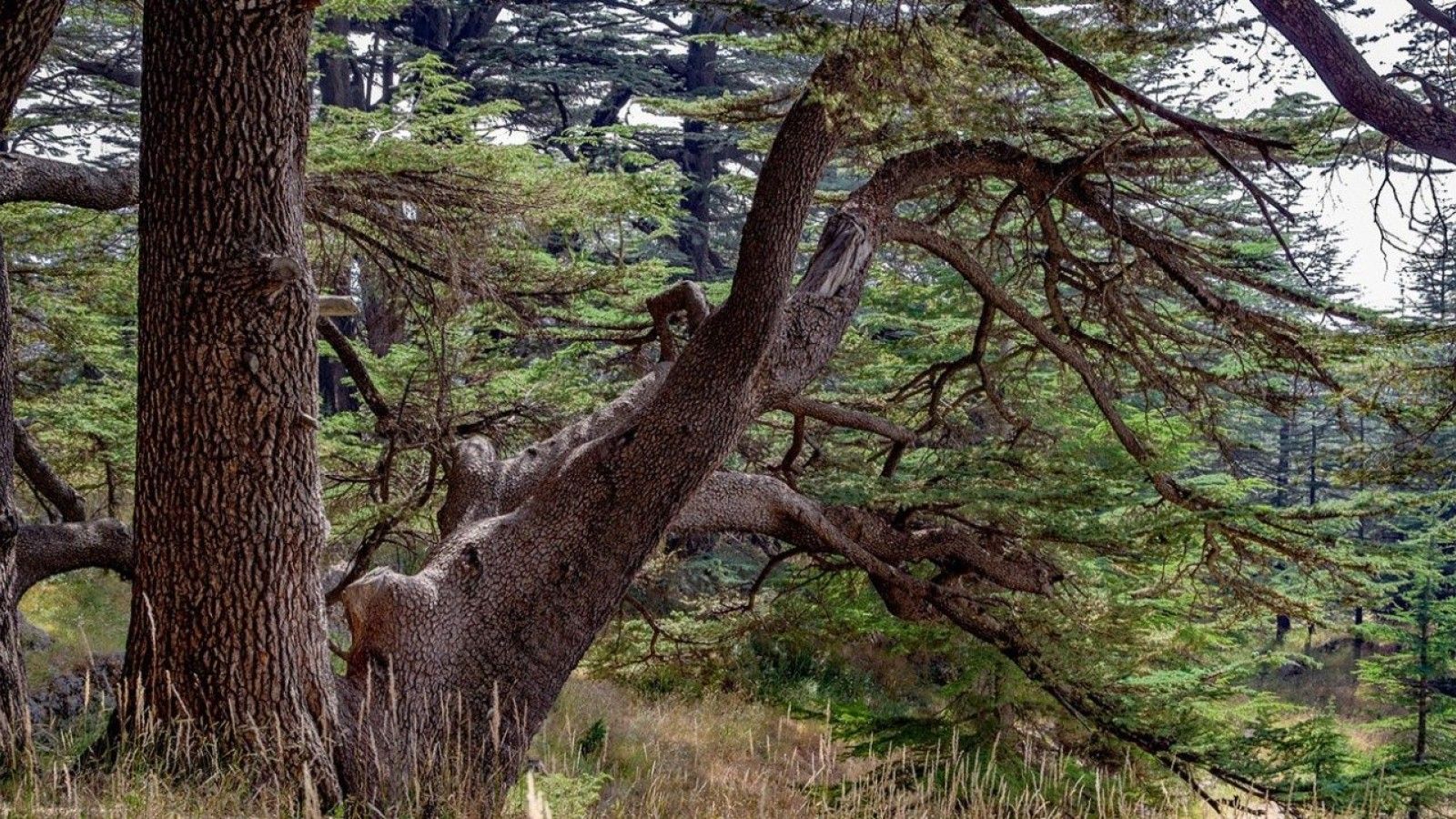 El Papa riega un cedro en el Palacio Presidencial del Líbano